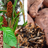 INDIGENOUS FOODS