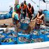 Fish farming