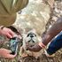 amboseli lions killed