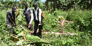 Farmers show banana crops destroyed by marauding elephants from Rimoi National Reserve at a farm in Tinyar village