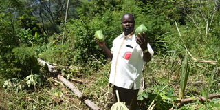 William Komen, Principal of St Mary’s Mon Boys High School in Marakwet East showing crops destroyed by elephants