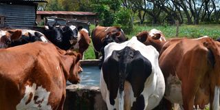 Dairy cows at homesteads in Kiambu County.