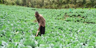 Victor Rono weeds his cabbages in his Njoro farm.