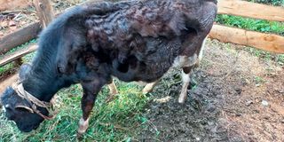 calf
