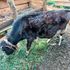 calf 