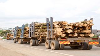 logging