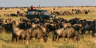 Wildebeests
