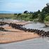 Wildebeests