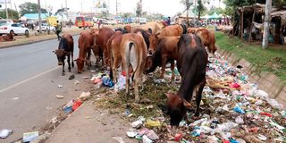 Nairobi cows