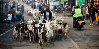 Nairobi goats