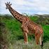 Nairobi National Park