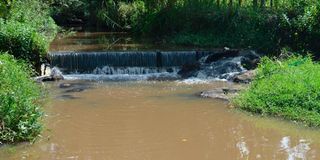 Njoro River