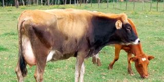 A jersy cow and calf.