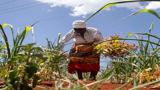 Nyeri farmer