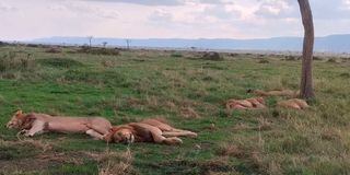 The Taliban 5 asleep in Mara Triangle.