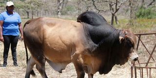 Borana
