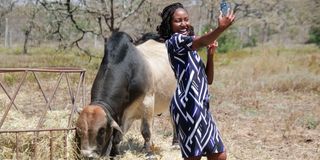 Boran bull