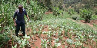 Peter Muriithi
