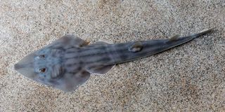 Guitarfish
