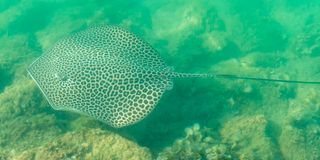Honeycomb stingrays