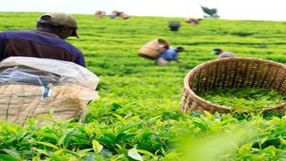 Tea pickers