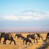 Elephants