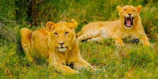 Lions