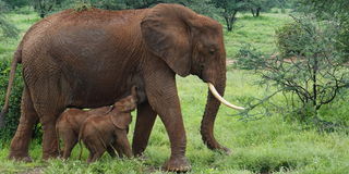 Mother elephant