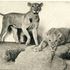 Man eaters