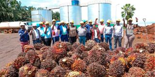 Oil palm