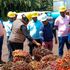 Oil palm