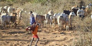 herders