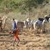 herders 