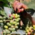 Coffee farm