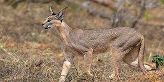 A caracal spotted in Tsavo East National Park