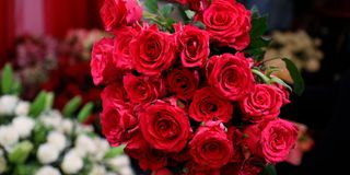 Roses