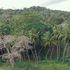Kaya forest