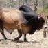 Borana