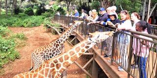 Giraffe Centre