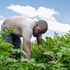 Potato farmer
