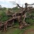 Pokot fig tree