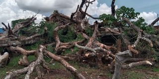 Pokot fig tree