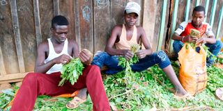 Miraa trade