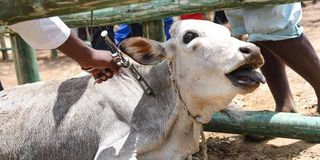 Tsangasini Livestock sales yard