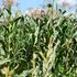 maize farm