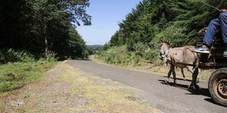 Aberdare forest