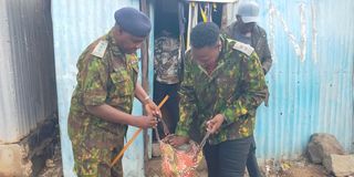 illicit brews