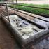 Cattle dip drowning