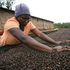 Coffee farmer