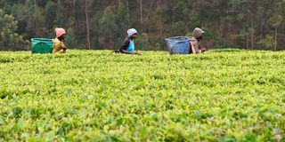 Tea brokers thieves